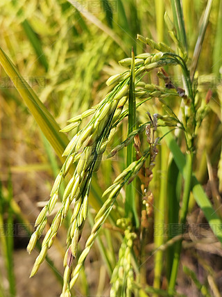 ˮSMr(nng)ﾰ^r(nng)،زĈD