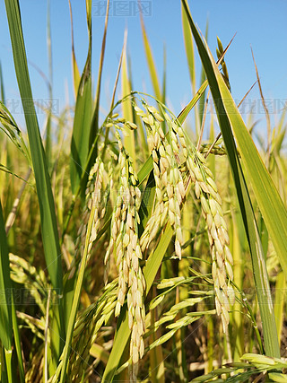 ˮSr(nng)،r(nng)ﾰ^زĈD2