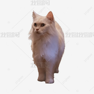 ؈ɫС؈