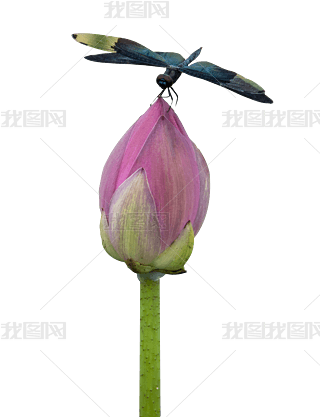 Сɲ¶^