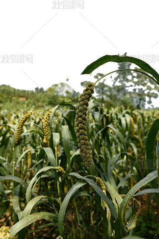 С׵fڵ