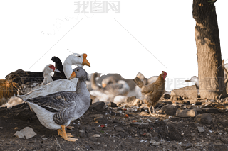 uZ