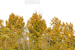 ľ