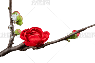 ÷t÷D÷
