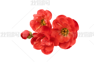t÷D÷÷Ƕ