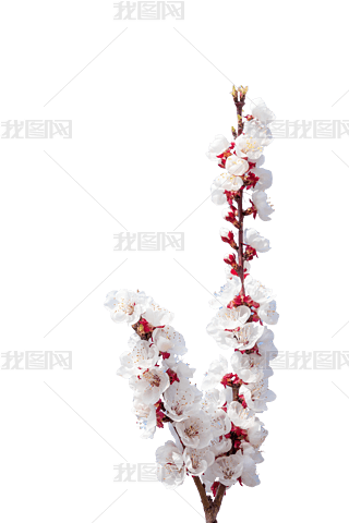 ïİɫӻ֦