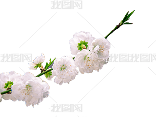 ɫѻ֦