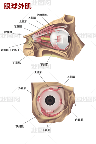 twM⼡ֲʾD