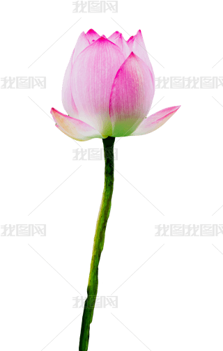 ɻֲ