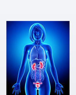 anatomie ?ensk ledvin v modr x-ray y?ce