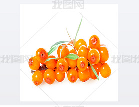 sea buckthorn berries branch is isolated on white background