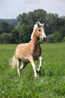 гԲݵͬʱе haflinger