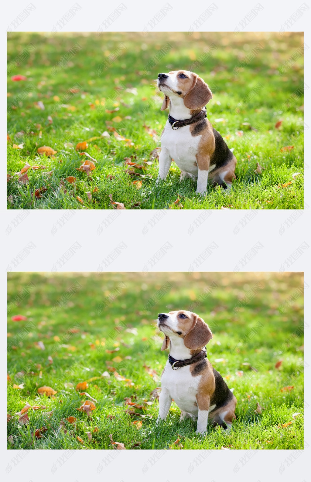 摄影图 照片 自然风景 > 在绿草中比格犬1024_1588竖版 竖屏
