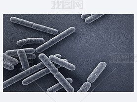 Escherichia coli bacteria closeup 