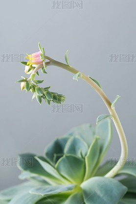 ʵ (echeveria) 