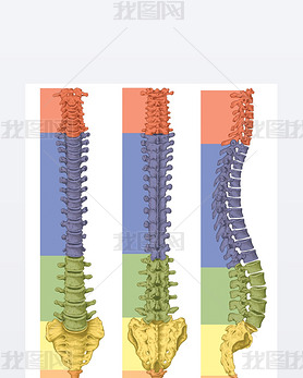 Anatomy of human bony system, human skeletal system, the skeleton, spine, columna vertebralis, verte