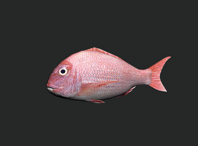 3d小鱼模型