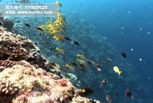 海底鱼群珊瑚礁海洋生物视频背景素材
