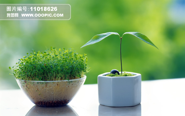 绿色桌面雨后清新植物保护眼睛模板下载(图片