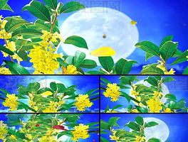 桂花树月亮视频舞台背景