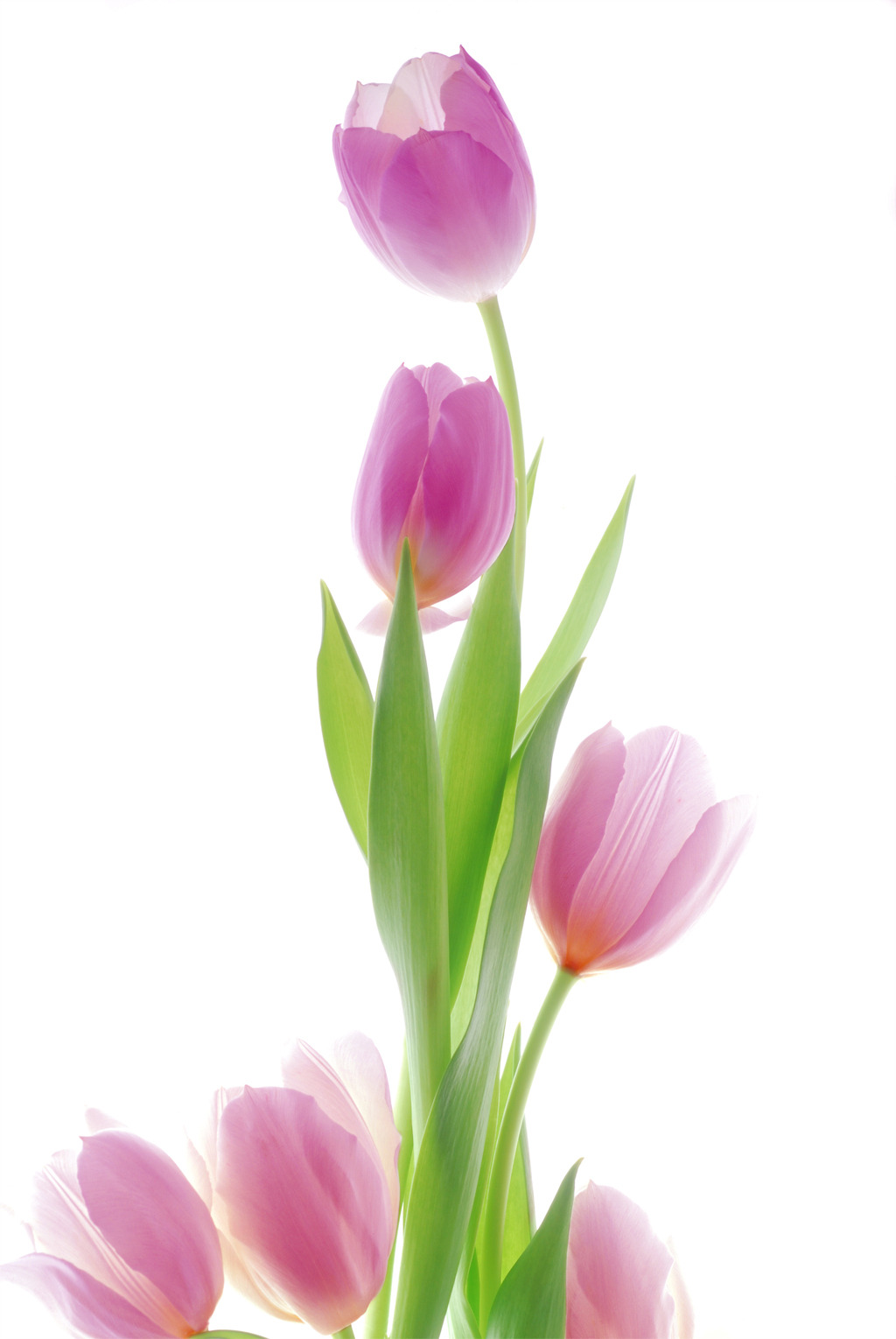 百合花玄关图片设计素材_高清PSD模板下载(20.16MB)bin19900524分享_玄关大全