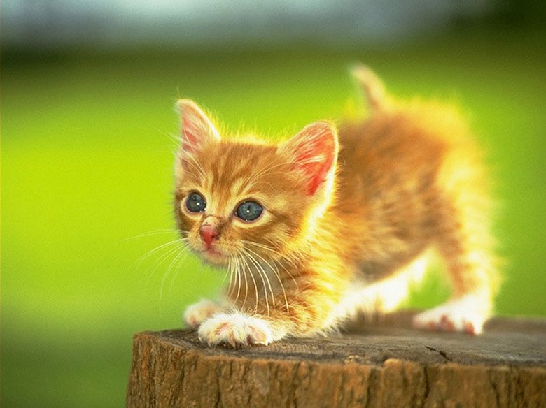 猫生猜成语是什么成语_疯狂猜成语猫生答案是啥 猫和生答案揭晓(3)