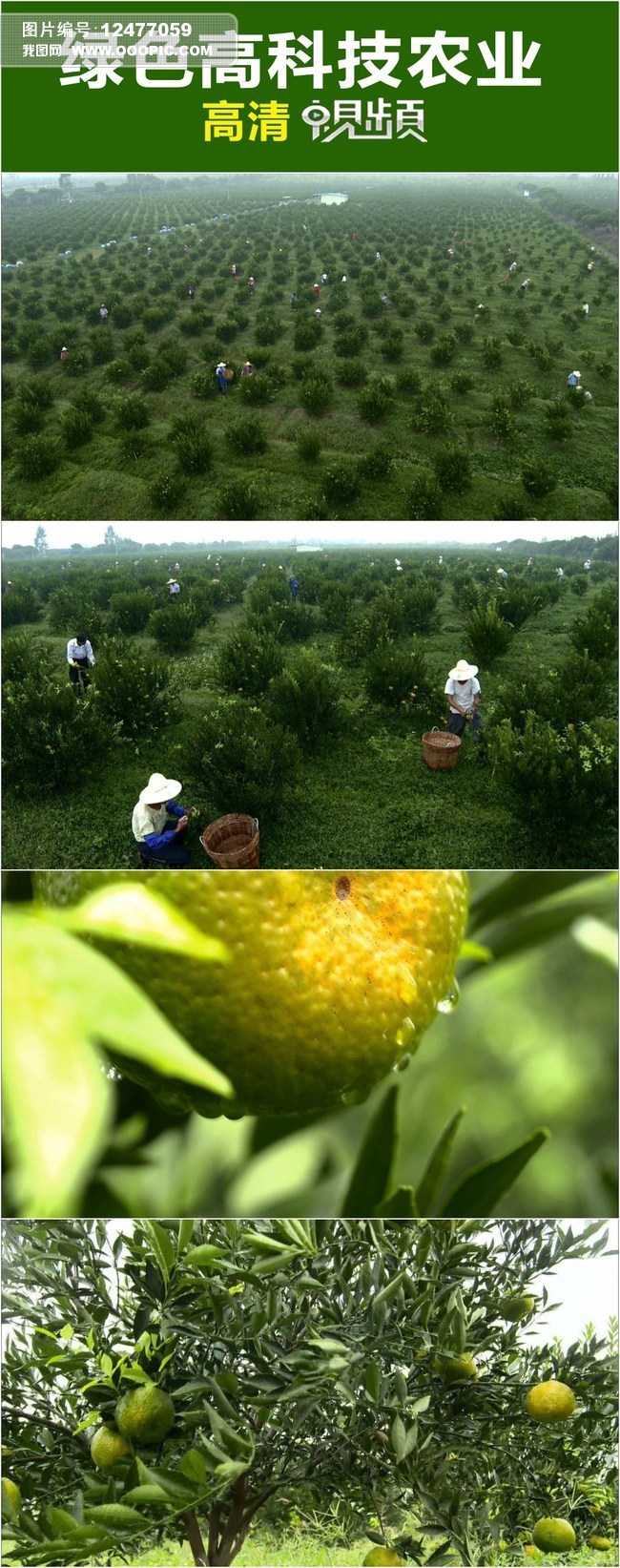 清实拍视频素材图片设计_其他模板下载(679.0