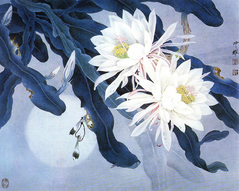 什么昙花成语_昙花长什么样子图片