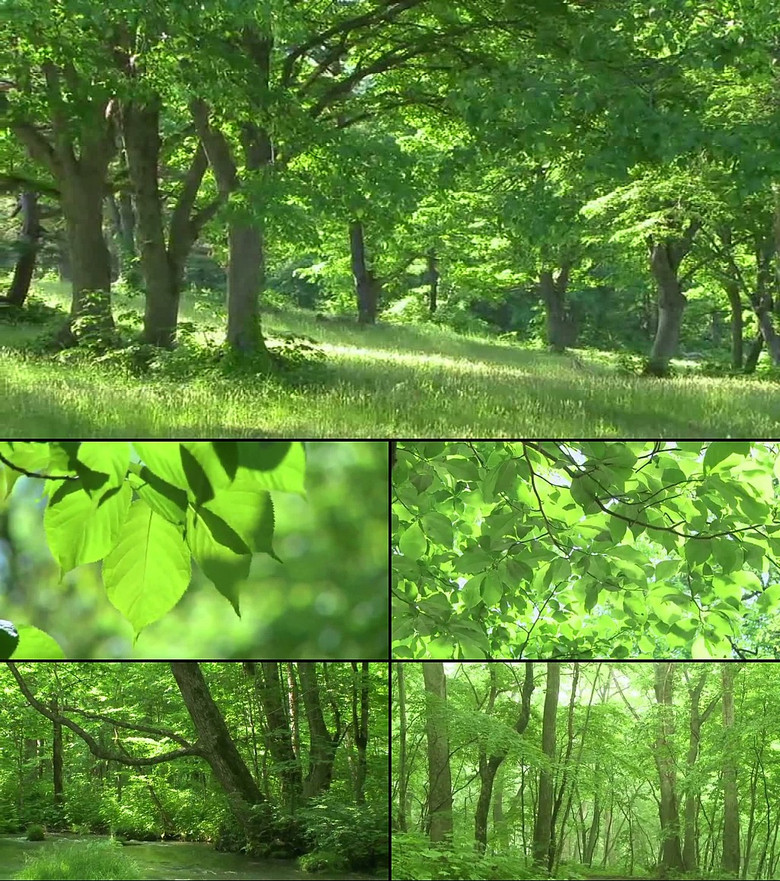 自然原生态美景实拍素材图片设计 高清模板下载 248.23MB 动 植物 大全 