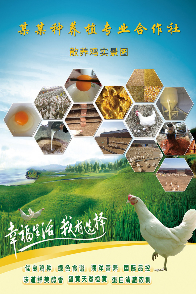 养鸡场招聘_平均月薪4800 招6人,保亭南茂养鸡场招聘信息