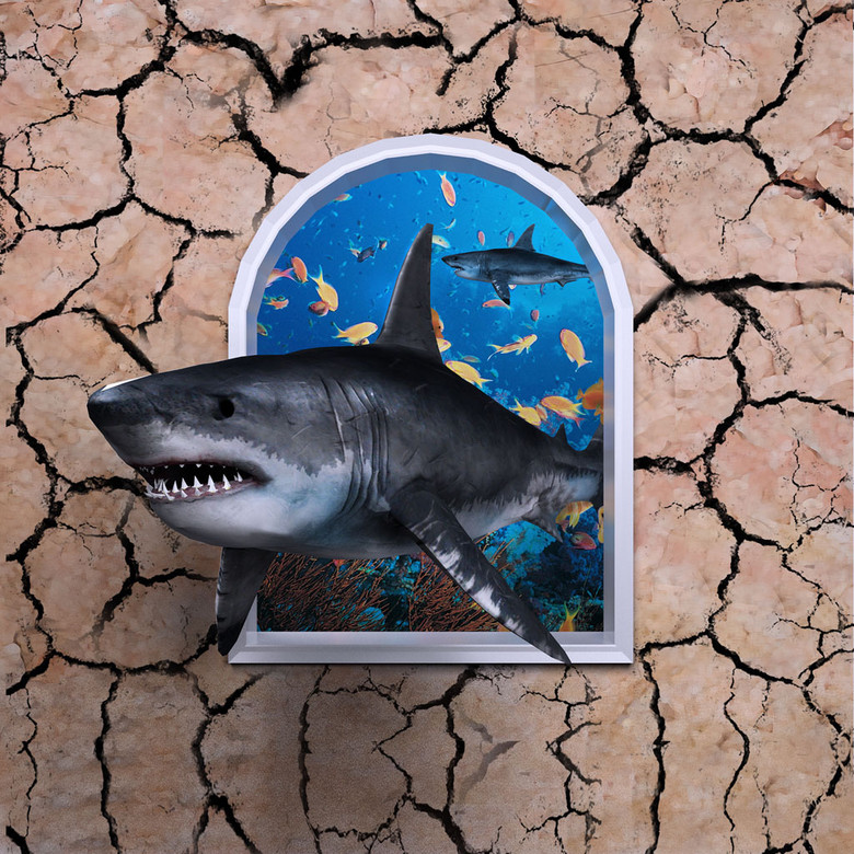 鲨鱼视频大全高清免费 true