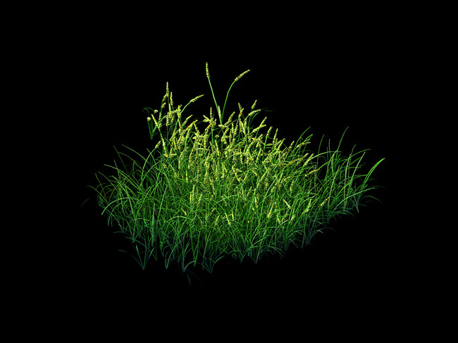 狼尾草狗尾巴草小草植物模型(图片编号:14404