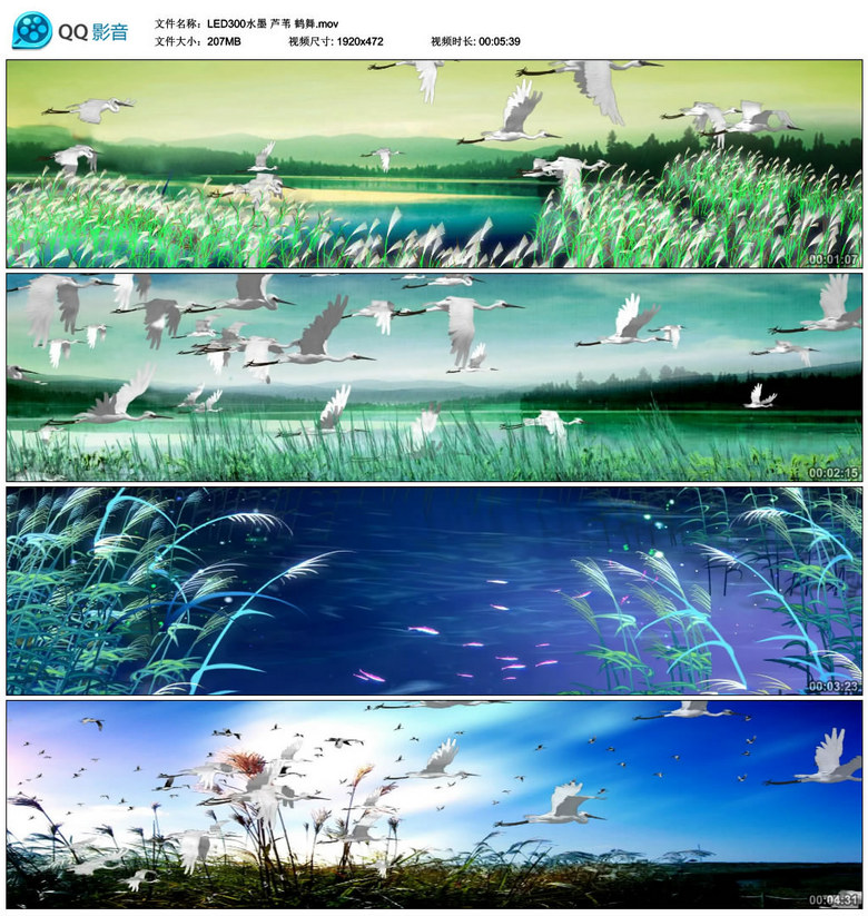 芦苇视频背景 true