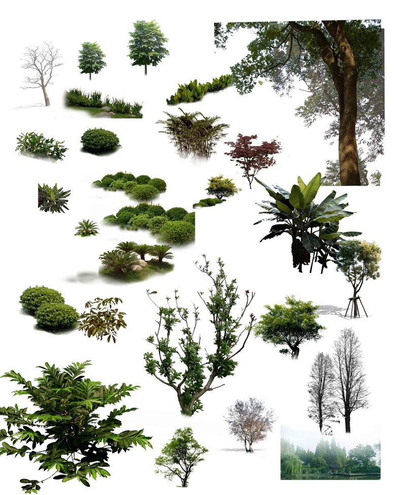 免抠元素 生活工作 居家物品 > ps后期设计植物树木树图片  版权图片