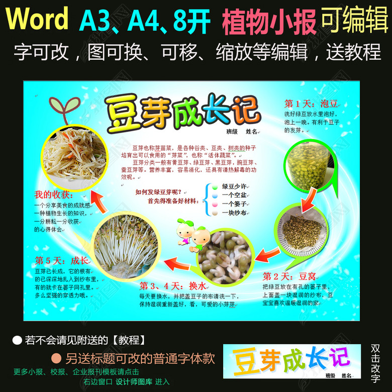 word电子小报模板植物生长小报-豆芽图片下载