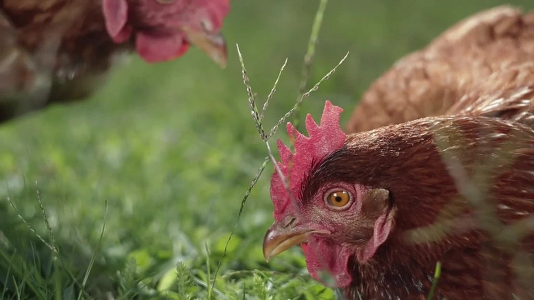 鸡下蛋鸡特写鸡鸭鹅视频素材