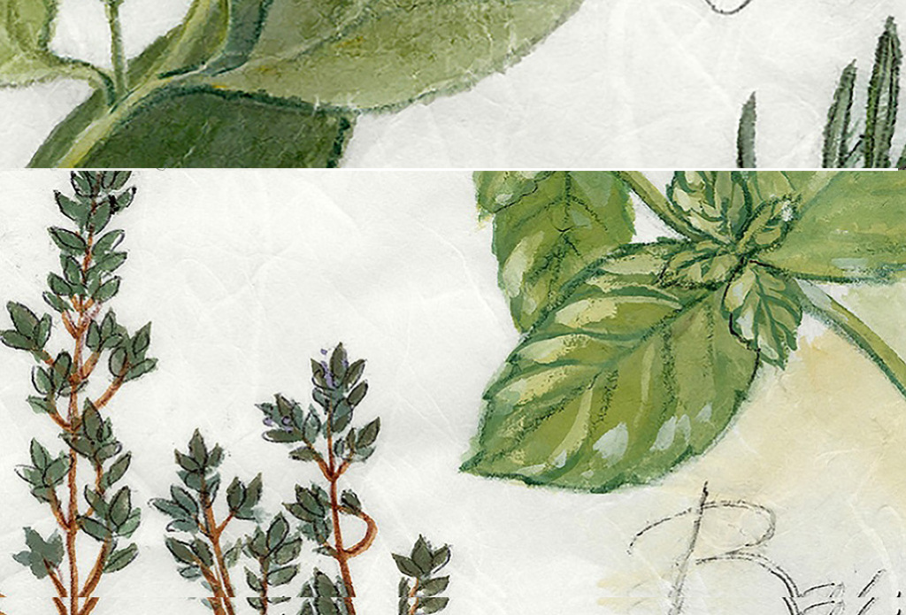 小清新绿色叶子树叶龟背竹叶子植物英文油画图片