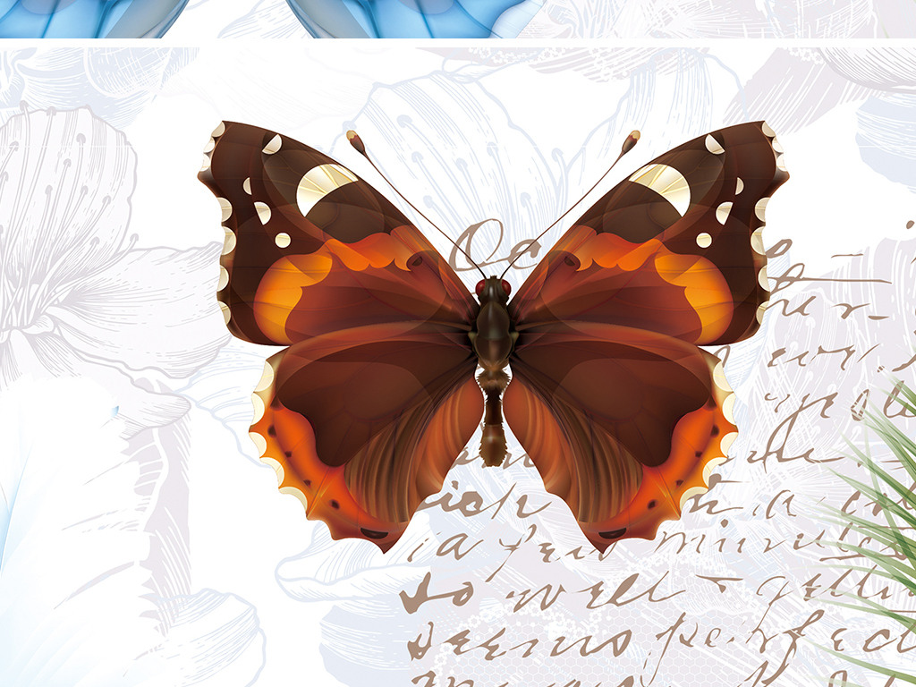 蝴蝶英语怎么讲 jpg