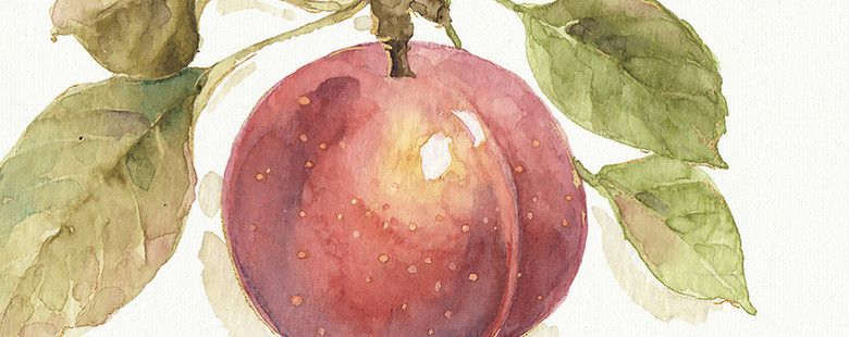 小清新绿色叶子梨果无花果苹果李子水果油画(