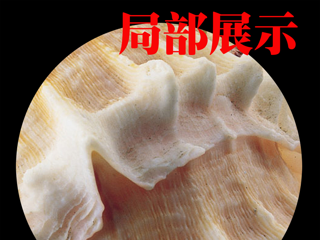 贝壳图片大全清晰 15279792-7a9e56a4565b9c16163cf3613e462f51-0.jpg