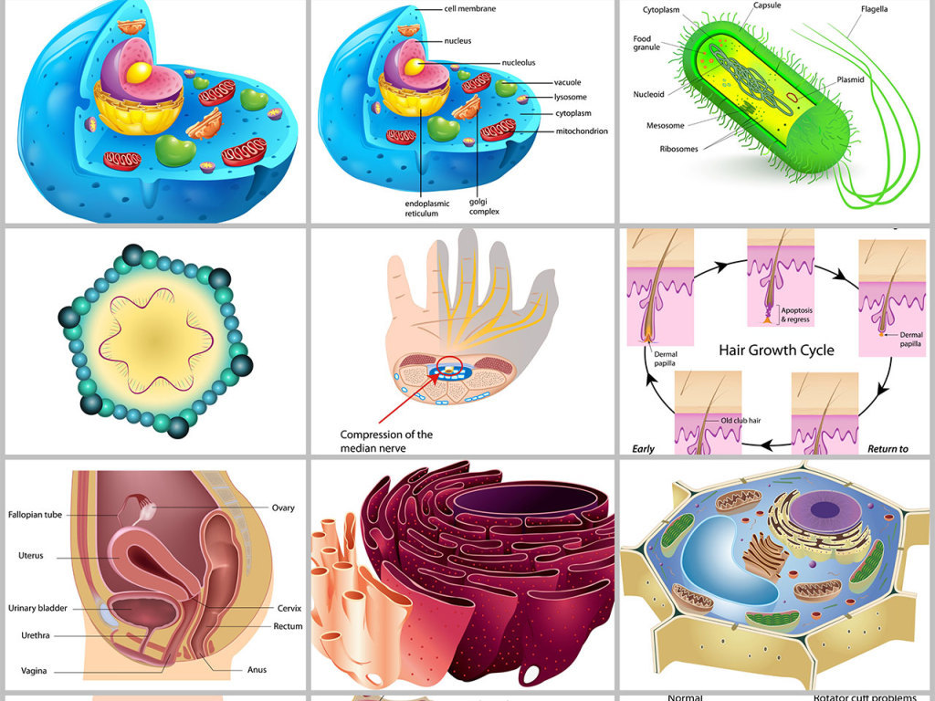 矢量人体细胞器官医学结构图