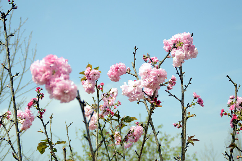 樱桃树图片大全与名称 true