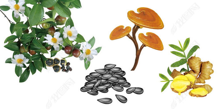 草本精华植物茶籽灵芝生姜黑芝麻广告图(图片