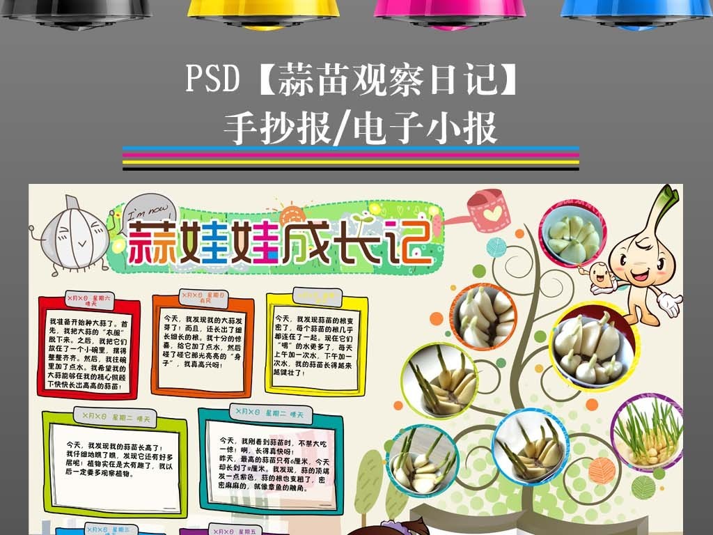 观察日记植物生长小报大蒜蒜苗手抄报