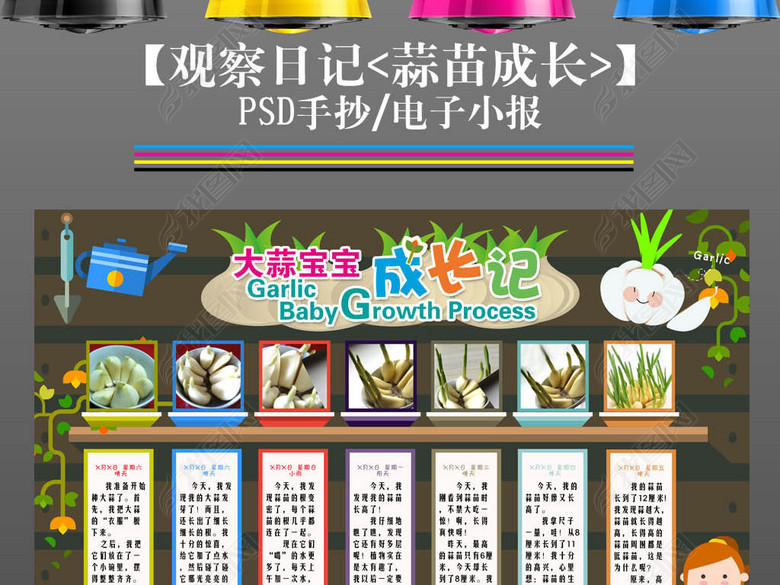 植物生长小报大蒜蒜苗手抄报观察日记图片下载