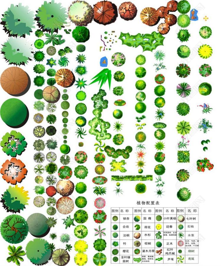 手绘植物PS平面彩图