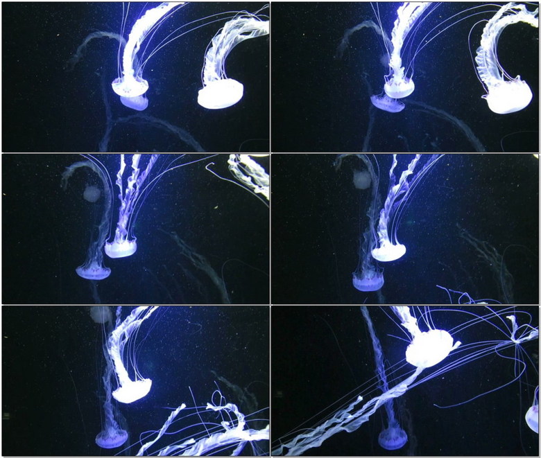 水母世界视频全集 true