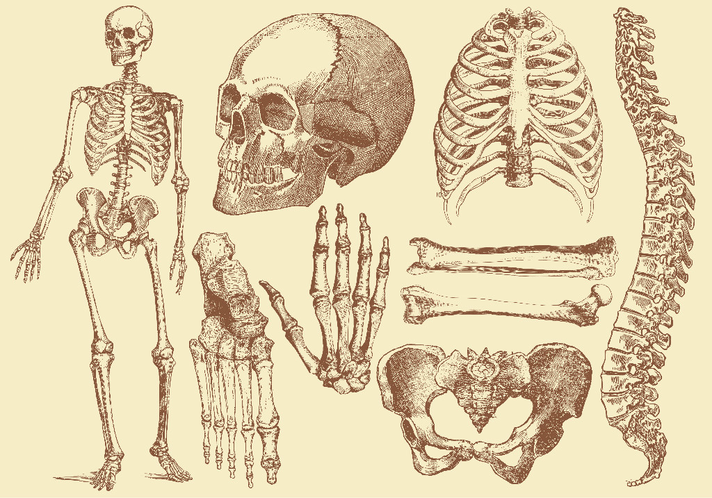 手绘人体骨骼结构矢量图
