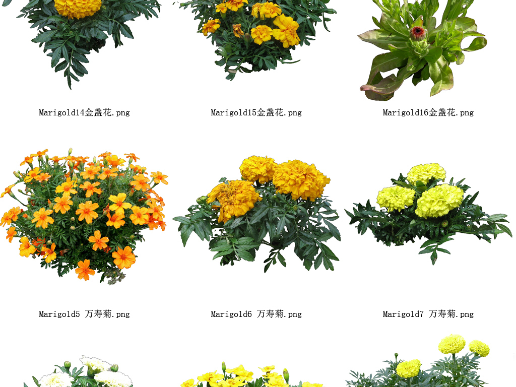免抠元素 自然素材 花卉 > 万寿菊植物透明背景系列高清图83  素材