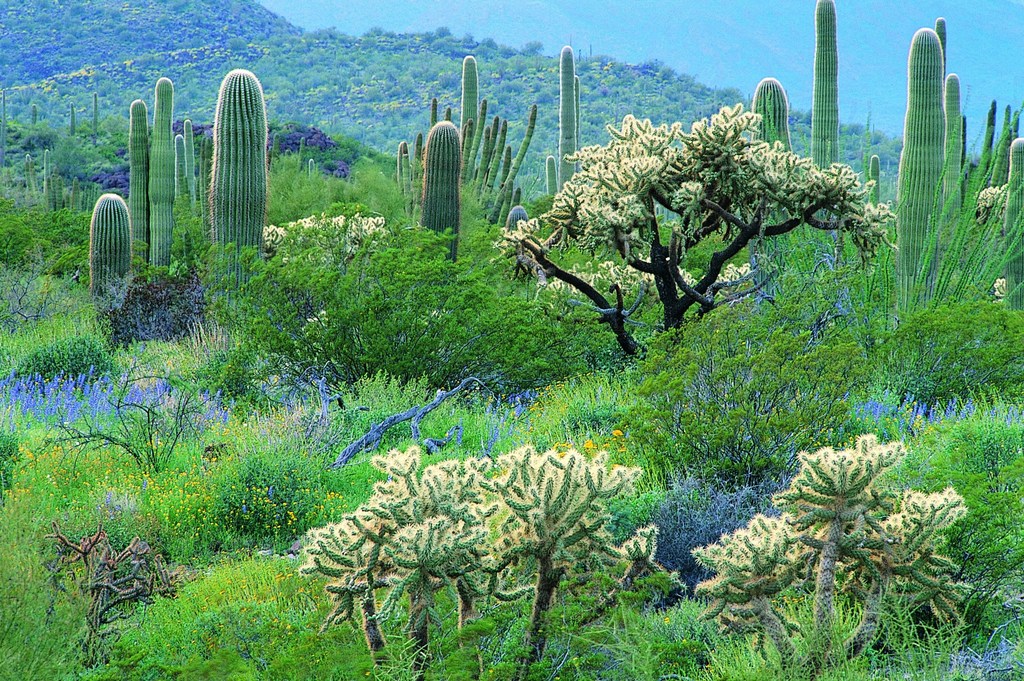 骆驼仙人掌沙漠图片猜成语_沙漠骆驼仙人掌图片